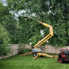 Reliable Grandview, IL Tree Removal Solutions